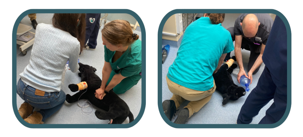 CPR Workshop